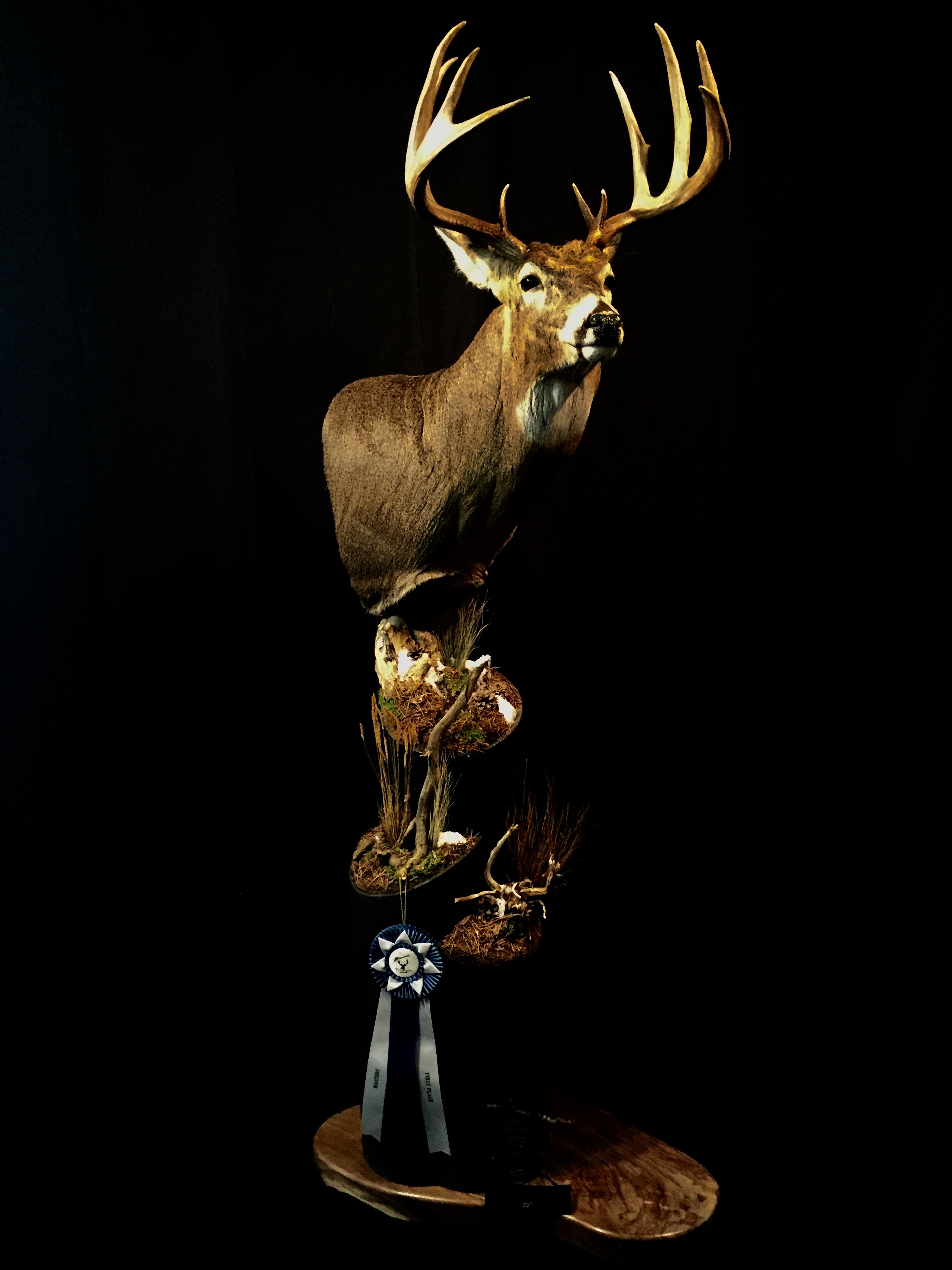 2017 State Champion Whitetail Deer
