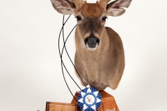 2014 State Champion Whitetail Deer